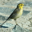 Wagtails and Pipits